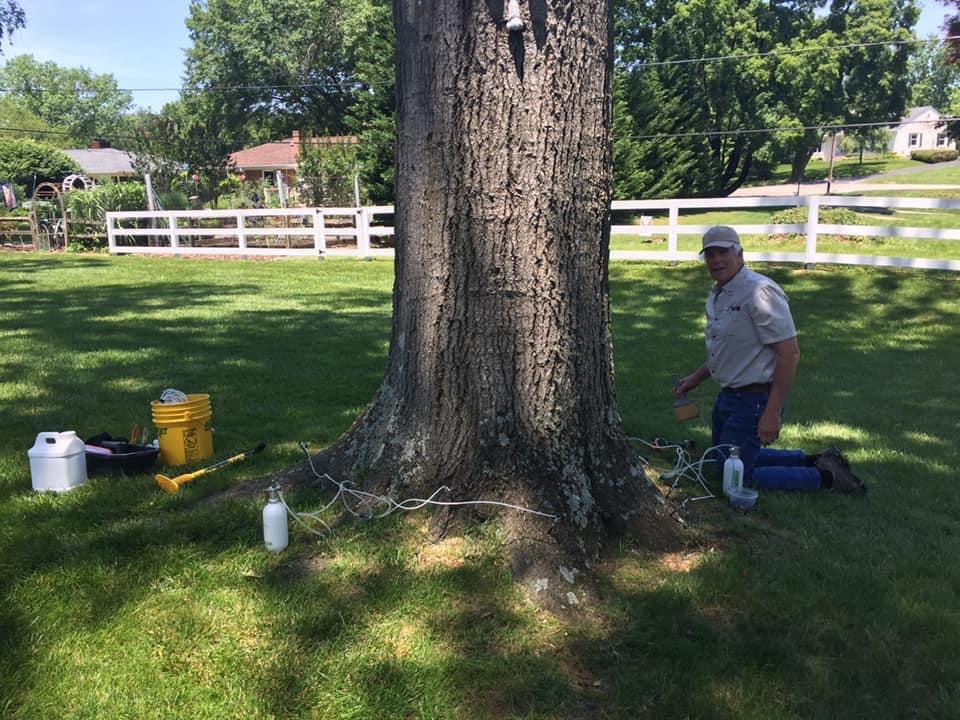 I.V. Tree & Shrub Care