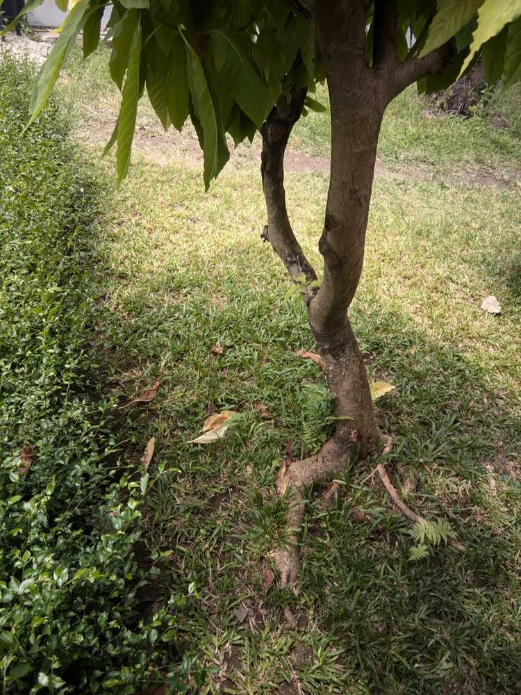 I.V. Tree & Shrub Care