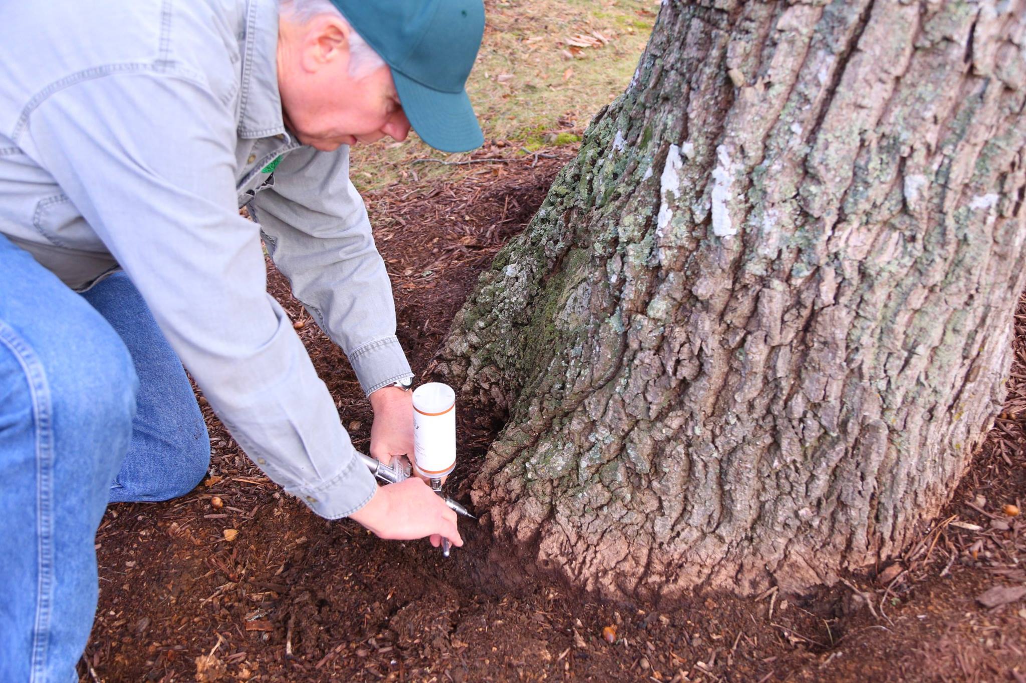 I.V. Tree & Shrub Care